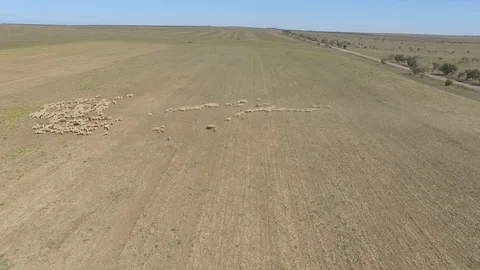 Shooting from the air of flock of sheep Stock Footage 117753995