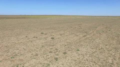 Shooting from the air of flock of sheep Stock Footage 117754269