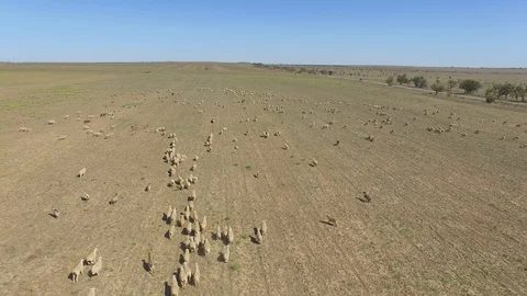 Shooting from the air of flock of sheep 库存影片 117754283