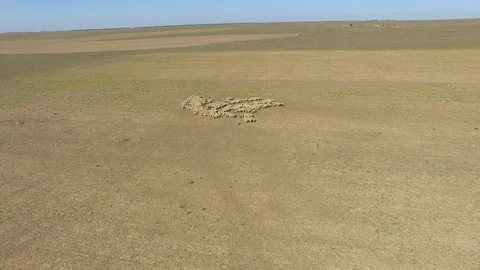 Shooting from the air of flock of sheep Vídeos de archivo 117754407