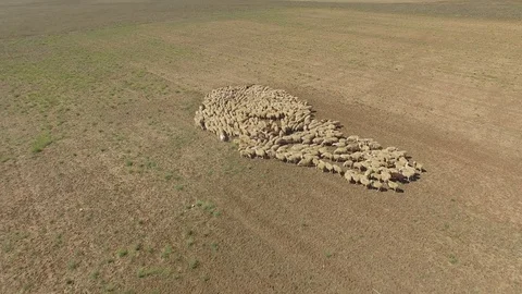 Shooting from the air of flock of sheep Vídeo Stock 117754416