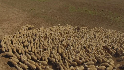 Shooting from the air of flock of sheep Vídeo Stock 117754506