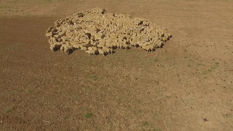 Shooting from the air of flock of sheep Stock Footage 117754655