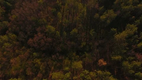 Shooting from the air. Over the pine forest from left to right. Stock Footage 74610366