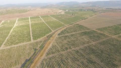 Shooting from the air of vineyard valley Vídeo Stock 107989049
