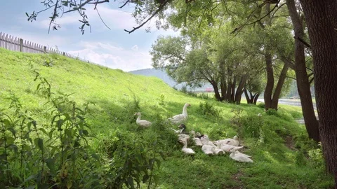 Shooting away from a group of geese lying in the shade at the foot of the hill. Stock Footage 115261553