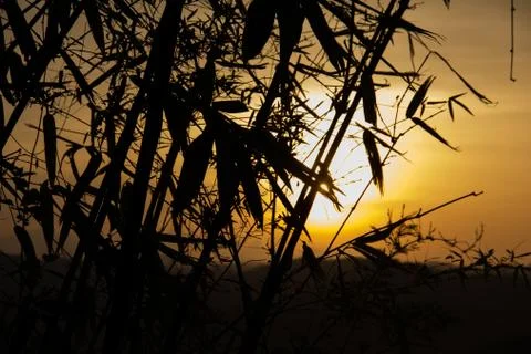 Shooting back light. Stock Photos