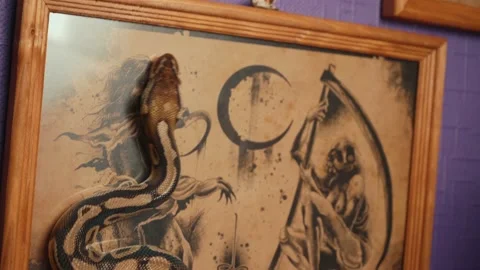 Shooting of ball python crawling in the gallery Stock Footage 124280496