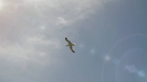 Shooting from below the beautiful flight of two charming gulls in the blue sky Stock Footage 126976206
