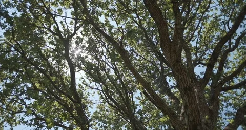 Shooting from below on a tree on a sunny day Stock Footage 118086124