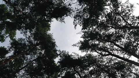Shooting from the bottom up of the high crowns of coniferous trees Stock Footage 147069403