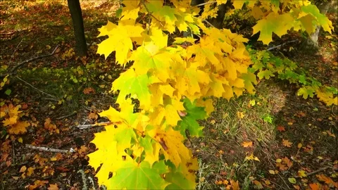 Shooting from the bottom to the top of the trees with autumn yellow maple lea Stock Footage 88997215