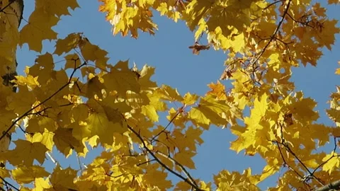 Shooting from the bottom to the top of the trees with autumn yellow maple lea Stock Footage 88997232