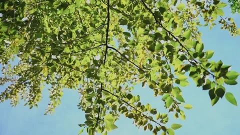 Shooting from the bottom up of tree branches illuminated by evening sunlight Stock Footage 137872425