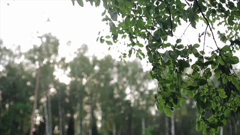 Shooting the branches of a tree close-up Stock Footage 148027302
