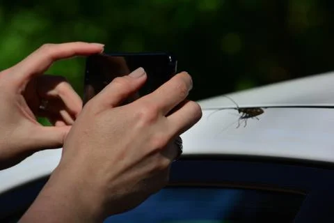 Shooting a bug with a smartphone Stock Photos