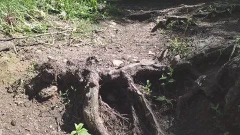Shooting a camera with the hands of an old tree root in the forest for tracking Stock Footage 276570021