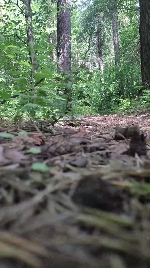 Shooting a camera from the hands of a path in the forest for tracking 3D objects Stock Footage 276569700
