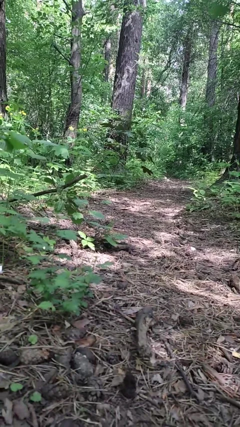 Shooting a camera from the hands of a path in the forest for tracking 3D objects Stock Footage 276569887