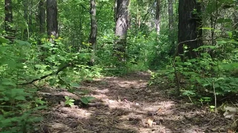 Shooting a camera from the hands of a path in the forest for tracking 3D objects Video stock 276570649