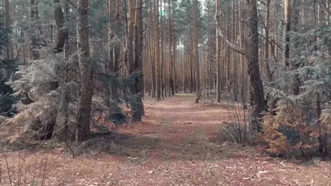 Shooting a camera from the hands of a path in the forest for tracking 3D objects Stock Footage 276599061