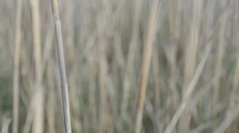 Shooting of a cane Stock Footage 49515718