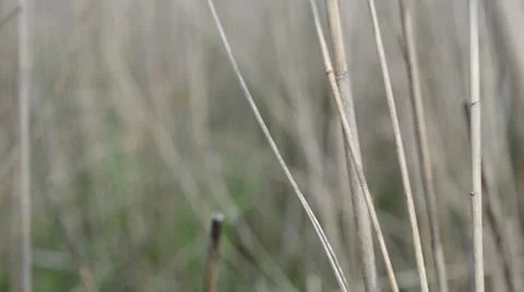 Shooting of a cane Video stock 49515729