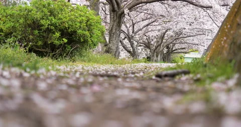 Shooting cherry blossoms from a low angle. Stock Footage 146676729