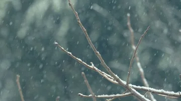 Shooting in close-up of a branch under a heavy snowfall Stock Footage 86092245