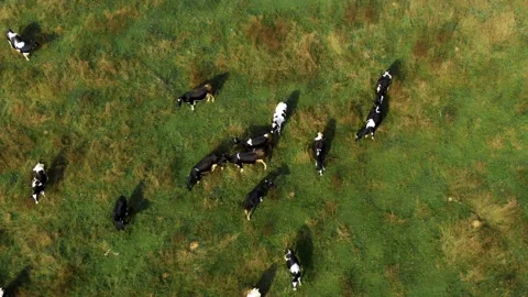 Shooting cows in the field with a drone 스톡 동영상 161768938