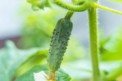 Shooting a cucumber at close range. Stock Photos