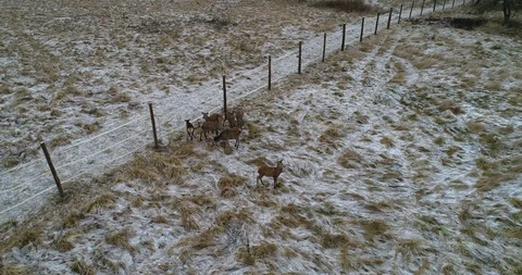 Shooting deer from the air Stock-Footage 88024667