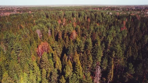 Shooting of a dense coniferous forest Stock Footage 196484552