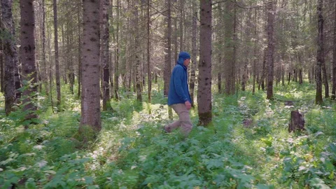 Shooting in the direction of a man in a coniferous forest Stock Footage 114718051