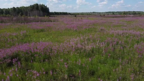 Shooting from a drone to the fields of blooming ivan tea. Stock Footage 158481287