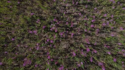 Shooting from a drone to the fields of blooming ivan tea. Stock Footage 158864921