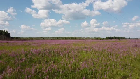 Shooting from a drone to the fields of blooming ivan tea. Stock-Footage 159323057