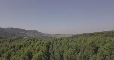 Shooting from drone flying a forest with light wind and blue sky. Stock Footage 154508066