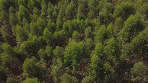 Shooting from drone flying a forest with light winds. Stock Footage 154508554