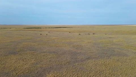 Shooting from drone flying over fields, ravines, forest belts and meadows with Stock Footage 137384696