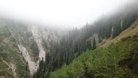 Shooting with the drone. Flying over the forest in the fog. Video stock 97291966