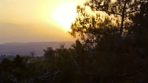 Shooting from a drone sunset view through pine trees in Israel Stock Footage 245725527