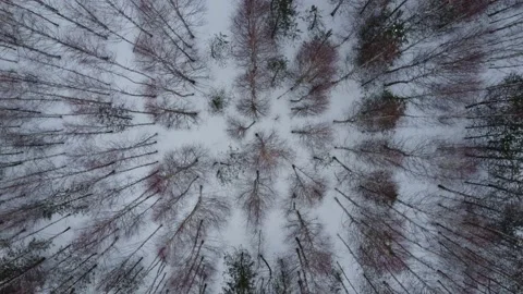 Shooting from a drone in winter forests and fields. Stock Footage 170933982