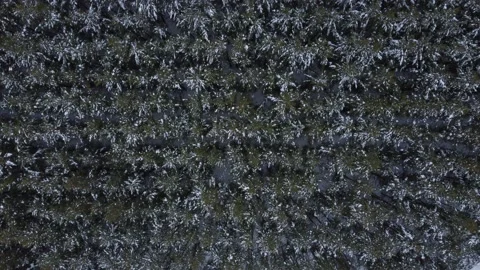 Shooting from a drone in winter forests and fields. Stock Footage 170935830