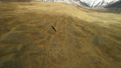 Shooting an eagle in flight from a quadcopter. Short distance to the bird. An Stock-Footage 196727540