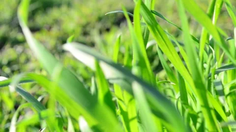 Shooting in the evening Stock Footage 49036451