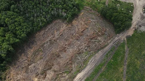 Shooting a fallen forest from a drone. view from above. 스톡 동영상 160107635
