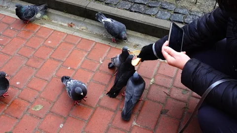 Shooting of feeding of pigeons. Stock Footage 121328931