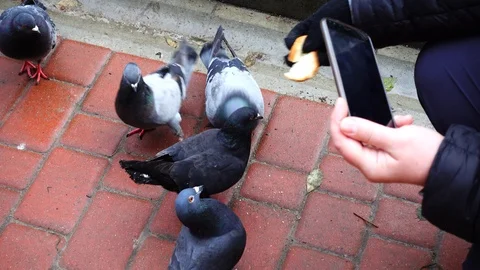 Shooting of feeding of pigeons. Stock Footage 121329986