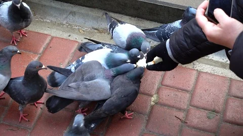 Shooting of feeding of pigeons. Stock Footage 121330235